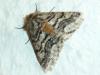 Lycia hirtaria